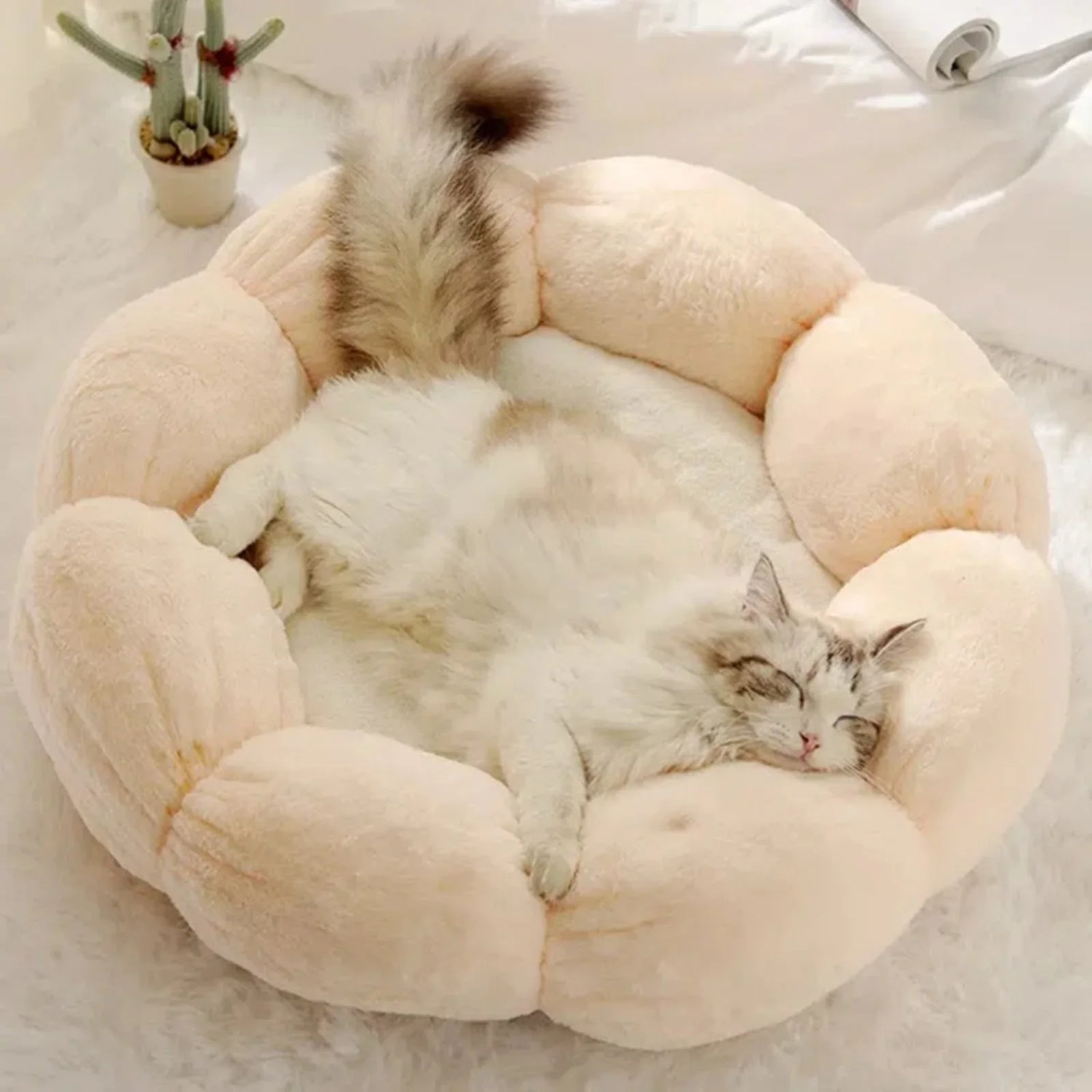 Cat beds