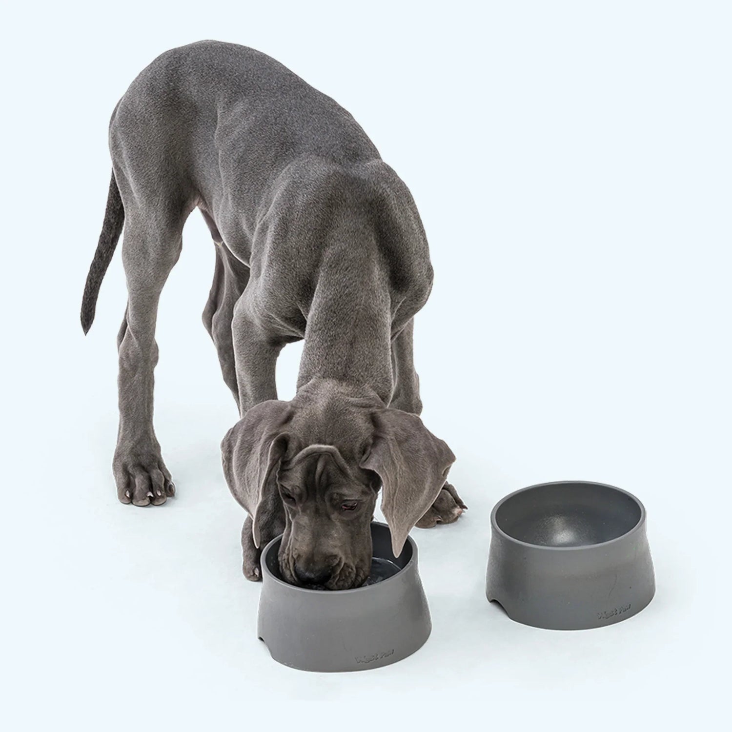 Pet Bowls & Feeding