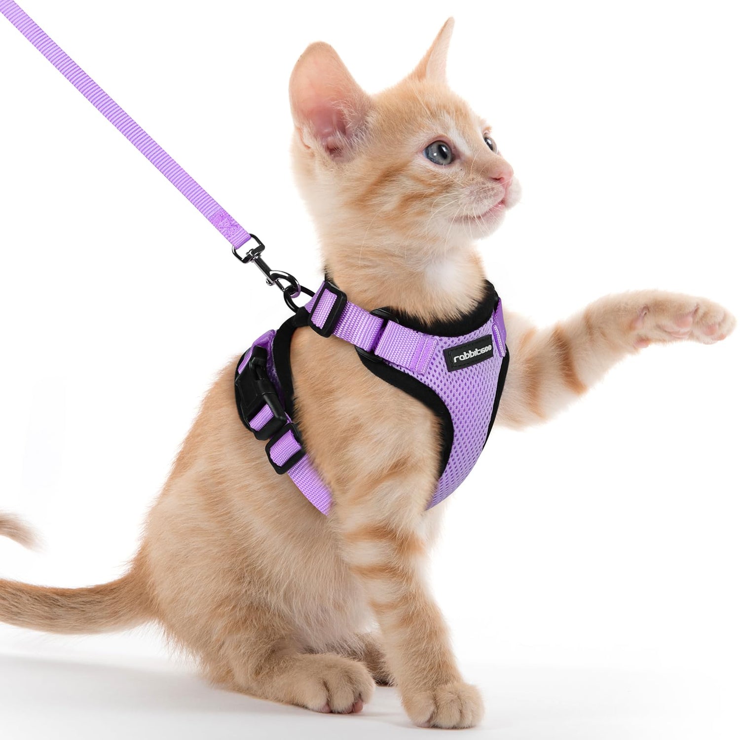 Pet Leashes and Harnesses