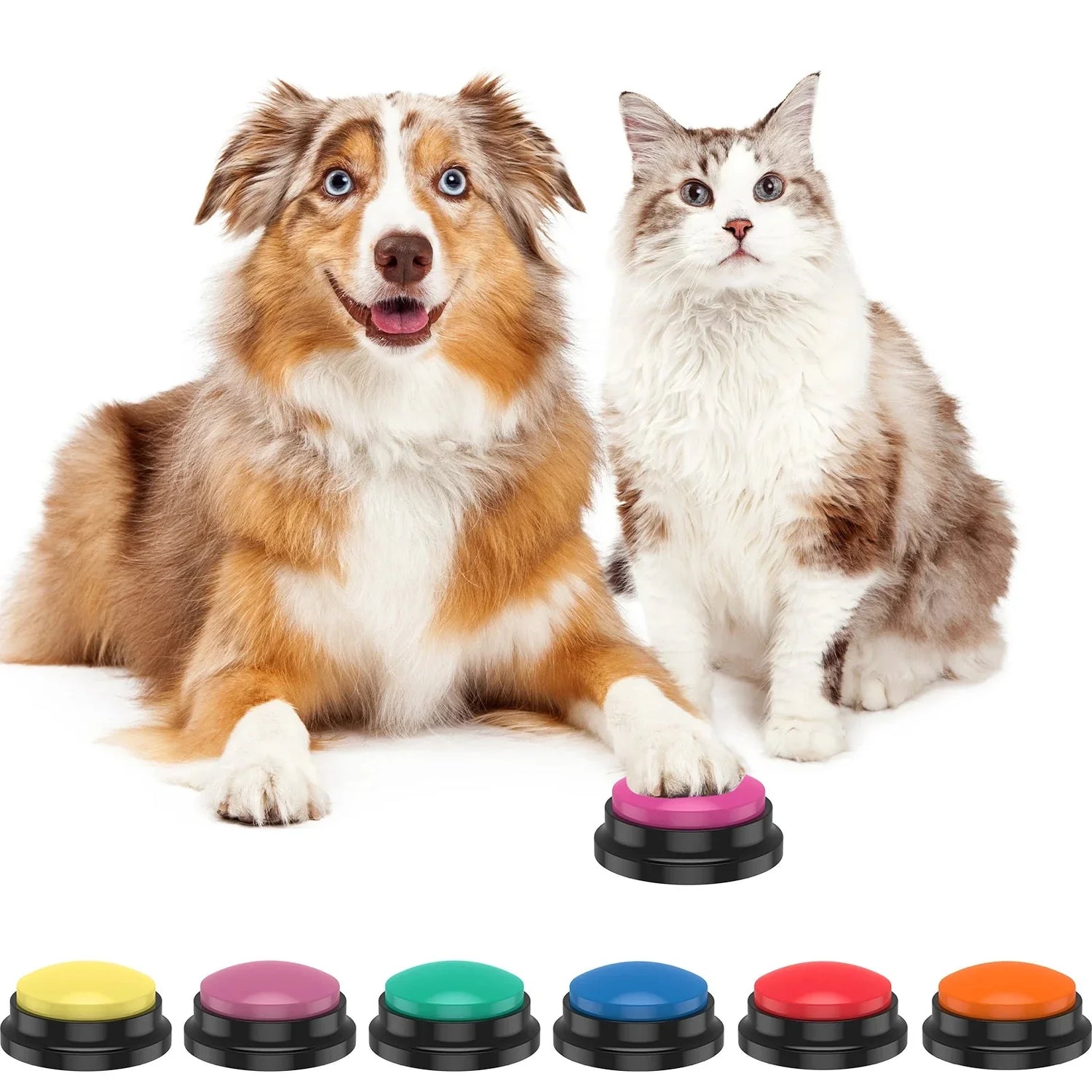 Pet Training