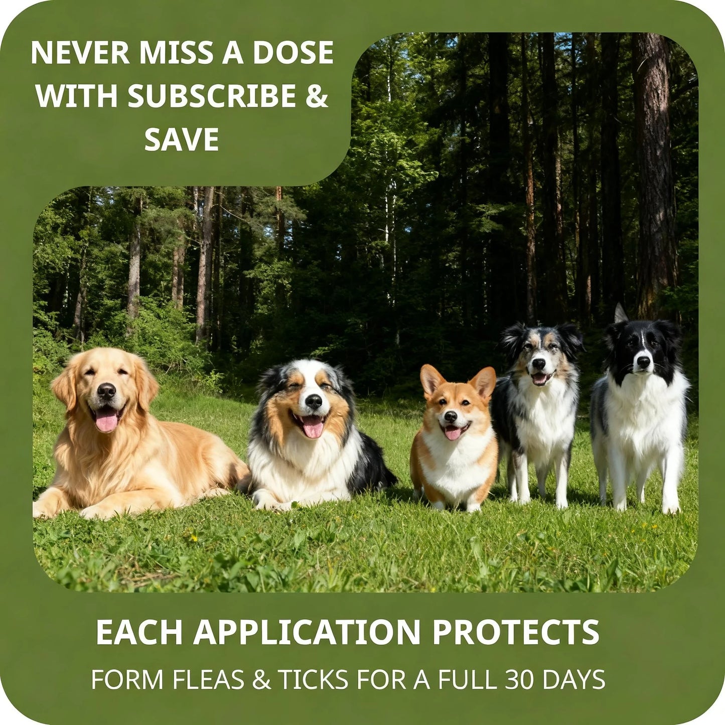 6 Doses Pet Flea Tick Drops Topical Treatment Fast Acting Waterproof Prevention for Dogs Cats